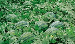 临沧网红吃瓜群微信,揭秘网络社交圈的趣味与争议